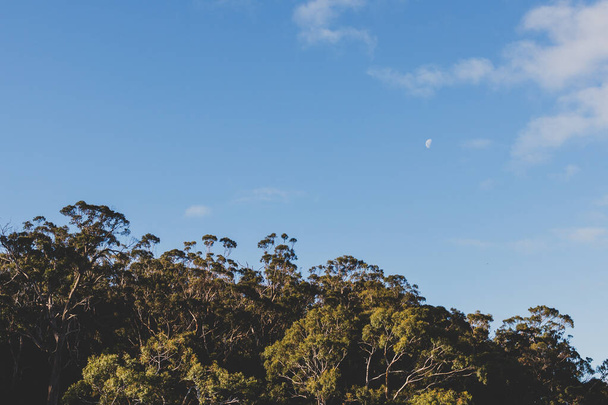 native Australian eucalptus gum tree bush with moon and a few fluffy clouds over the blue sky - Foto, Imagem