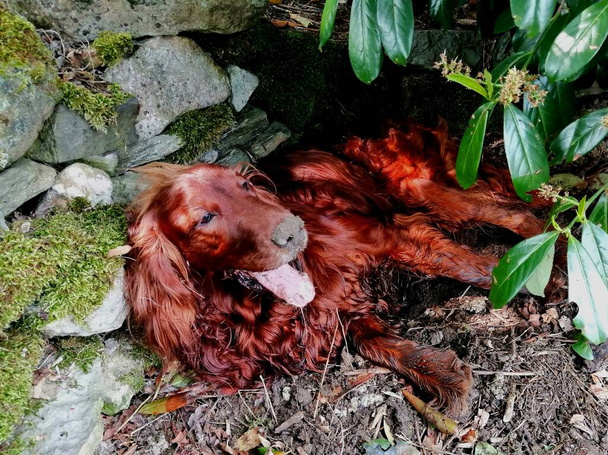 Vermoeide hond verstopt. De Ierse Setter heeft zijn mond en tong uit het vuil terwijl hij een schuilplaats graaft, waar hij nu rust en verstopt is in de kou..  - Foto, afbeelding