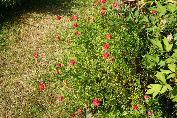 Helianthemum x cultorum 'Cerise Queen' é um inverno-verde, perene cobertura do solo que brilha com inúmeras flores cor-de-rosa. Berlim, Alemanha  - Foto, Imagem