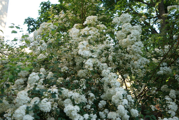 Viburnum lantana kukkii kesäkuun alussa. Viburnum lantana, vaeltaja tai vaeltava puu, on Viburnum-laji. Berliini, Saksa  - Valokuva, kuva
