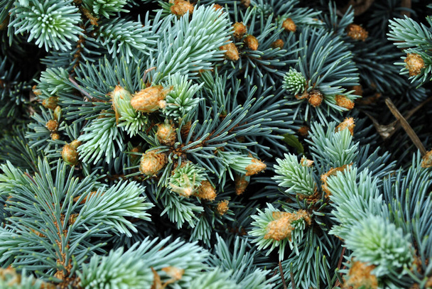 Green-blue pine twigs with needles and new brown buds,, close up detail, soft blurry background - Photo, Image