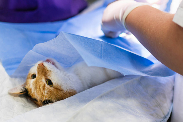 Γάτα σε χειρουργικό τραπέζι κατά τη διάρκεια χειρουργικής ευνουχισμού στον κτηνιατρικό κλινικό.Κτηνίατρος κατά τη διάρκεια χειρουργικής επέμβασης γάτας στον κτηνιατρικό κλινικό.χειρουργική επέμβαση πραγματοποιείται στο χειρουργικό τραπέζι, closeup.Veterinary έννοια. - Φωτογραφία, εικόνα