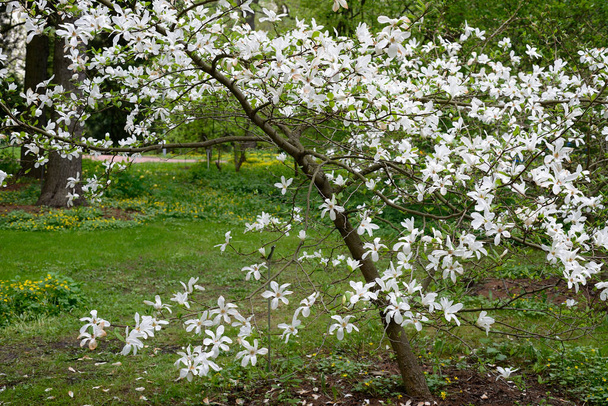 όμορφη ανθισμένη μανόλια στον βοτανικό κήπο - Φωτογραφία, εικόνα