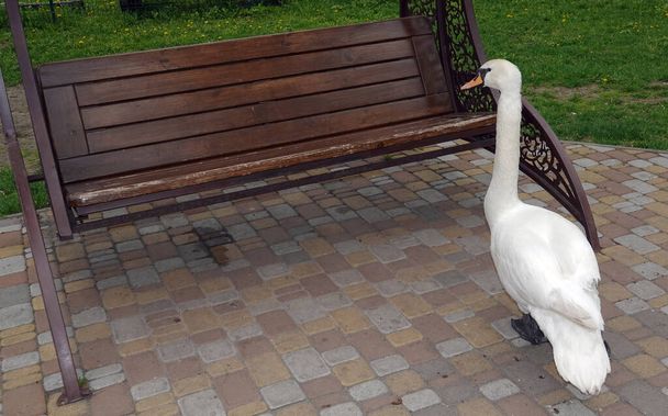 Cisne blanco en el parque de la ciudad de Kiev en el lago - Foto, imagen