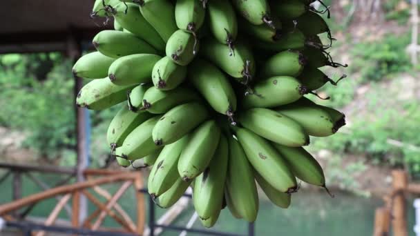egy rakás zöld banán. - Felvétel, videó