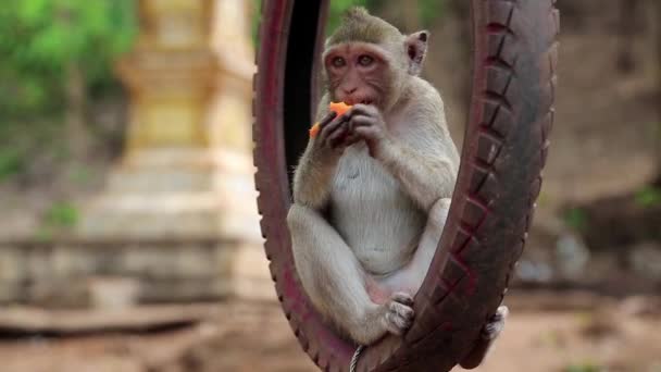 Macaco sentado dentro da roda e come frutas
 - Filmagem, Vídeo