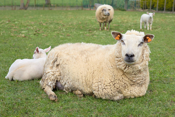 Bílá bahnice ovce s jehněčí na louce - Fotografie, Obrázek