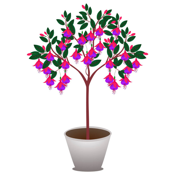 Fuchsia tree in a pot isolated on white background. - Vector, Image