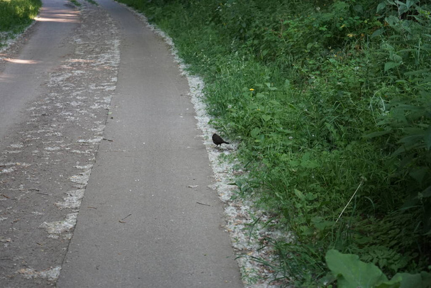 Blackbird sul ciglio della strada a giugno. Il merlo comune, Turdus merula, è una specie di vero tordo. Berlino, Germania - Foto, immagini