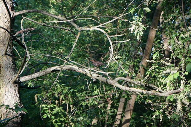 Haziranda ormanda bir ağaç dalındaki karatavuk. Karatavuk kuşu, Turdus merula, gerçek ardıç kuşunun bir türüdür. Berlin, Almanya  - Fotoğraf, Görsel