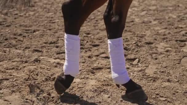 Horse Legs Moving Slowly In The Sandy Arena - Horse Gaits - Low Angle - Footage, Video