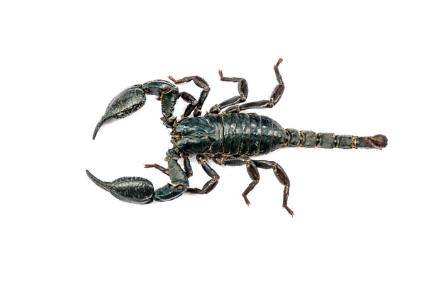 scorpion - Fotografie, Obrázek