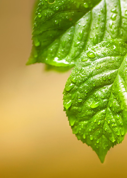 water drops on green plant leaf - Foto, imagen