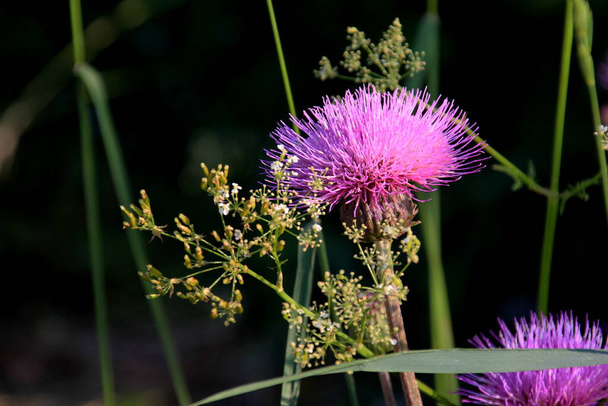 Фіолетові колючі квіти циркум висіли на літньому лузі. Цитрусові квіти крупним планом
 - Фото, зображення