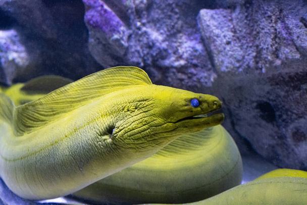 Akvaryumda Moray balığı (Muraena). - Fotoğraf, Görsel