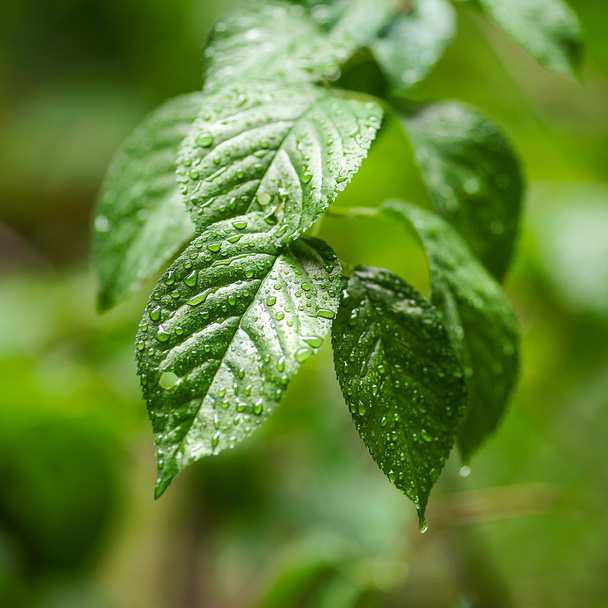 water drops on green plant leaf - Fotoğraf, Görsel