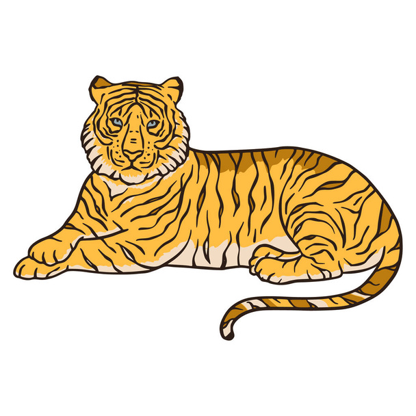 Bengáli tigris rajzfilm dzsungel szafari trópusi állat illusztráció.  - Vektor, kép