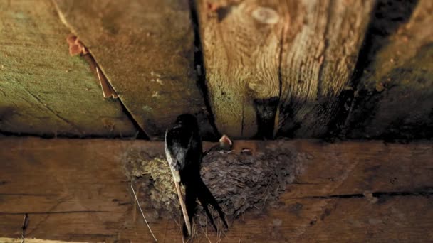 La golondrina llega al nido para alimentar a sus polluelos - Imágenes, Vídeo