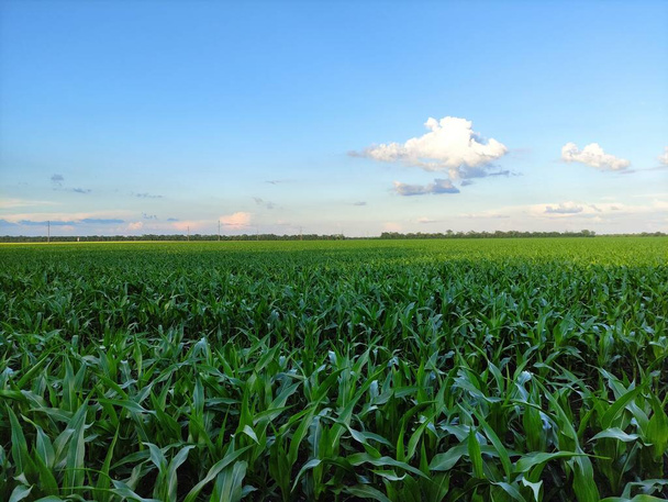Zielona kukurydza na polu rolniczym i chmury na niebie - Zdjęcie, obraz