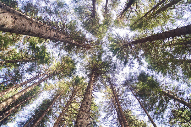 Looking up pine trees crowns branches in woods or forest. Bottom view wide angle background photo. Tops of trees from ground view. High quality photo - Photo, Image