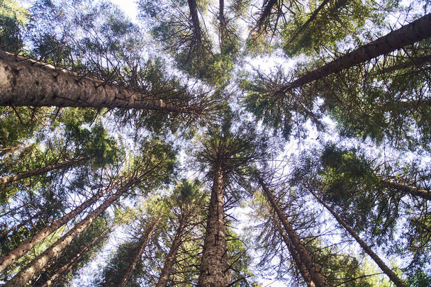 Guardando gli alberi di pino corone rami nel bosco o foresta. Vista in basso foto di sfondo grandangolare. Cime di alberi dalla vista sul terreno. Foto di alta qualità - Foto, immagini