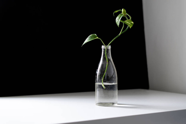Bir ev bahçesi, sade cam bir şişe ve sade bir bitki, minimalist konsept tarzı. - Fotoğraf, Görsel