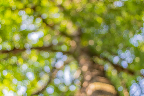 Bokeh, leaf blur, light shining through green leaves, background - Photo, Image
