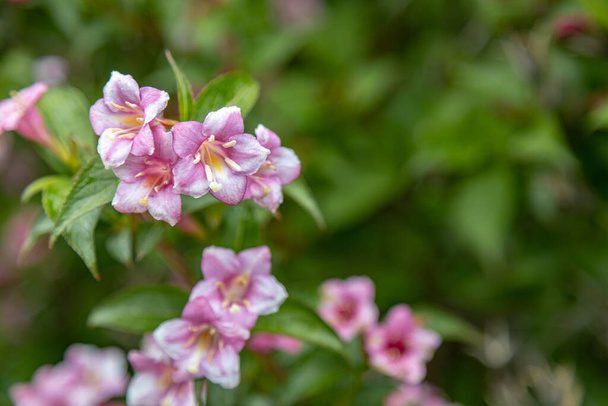 Beleza arbusto closeup em um ramo de flores em forma de sino rosa. (Linnaea amabilis) Weigela. Primavera exuberante folhagem série - Foto, Imagem