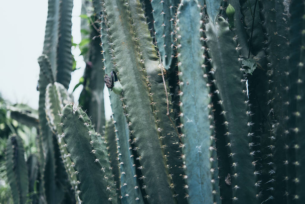 зелена рослина кактуса живий фон природи, тропічна пустеля влітку, мінімальна прикраса сукулентної квітки в квітковому саду рослини, творче ботанічне дерево життя
 - Фото, зображення