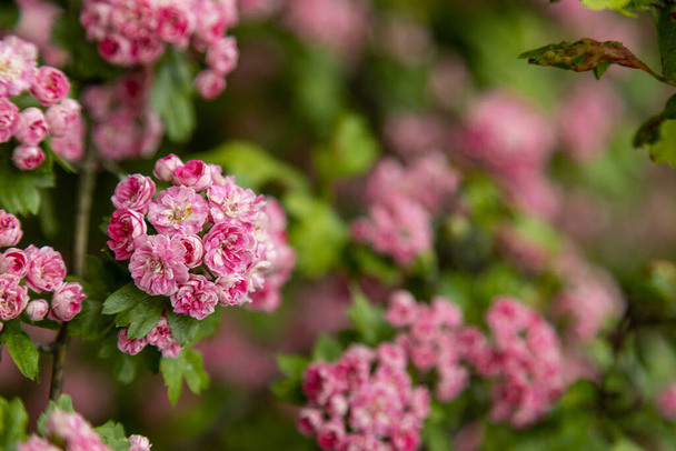 Crataegus laevigata, известный как Midland hawthorn, English hawthorn, woodland hawthorn или mayflower во время весеннего цветения. Крупный план на ветвях деревьев - Фото, изображение