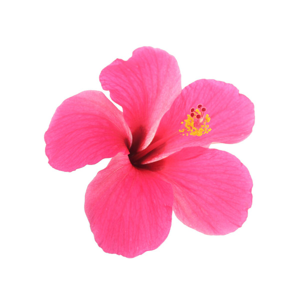 Roze hibiscus geïsoleerd op witte achtergrond - Foto, afbeelding