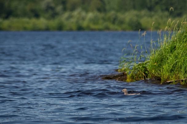Seagull baby swims in the blue water near the shore with green grass - Valokuva, kuva