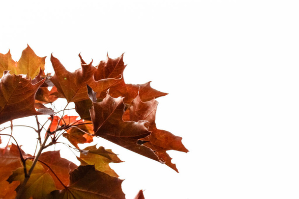 Ένα κλαδί με φύλλα κόκκινου σφενδάμου απομονωμένο σε λευκό φόντο με μονοπάτι απόληξης. Φθινοπωρινό δάσος. Σεπτέμβριος, Οκτώβριος, Νοέμβριος. Φυλλοβόλο τοπίο. Κλάδος σφενδάμου σε φόντο ουρανού. Χαρούμενη μέρα Καναδά. - Φωτογραφία, εικόνα