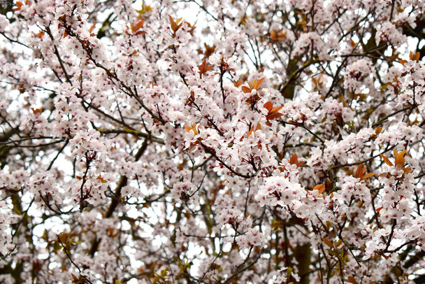 Cadre complet de belles fleurs de cerisier fleurissant au printemps, mise au point douce. Contexte naturel saisonnier printanier. - Photo, image