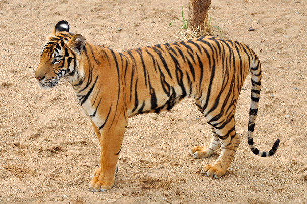 Bengal tiger - Photo, Image