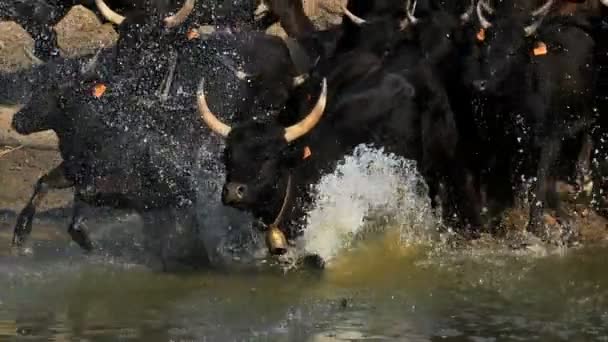 Camargue bulls, Bos taurus, Petite Camargue, Gard, France. - Footage, Video