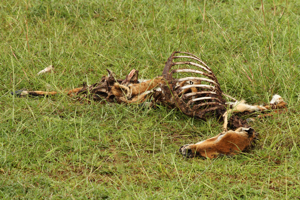 Cadáver de gacela muerta y podrida
 - Foto, Imagen