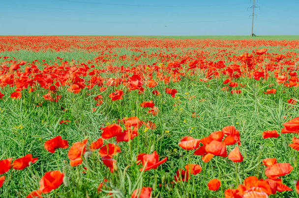 красный мак в поле в середине спелых зеленых канола - Фото, изображение