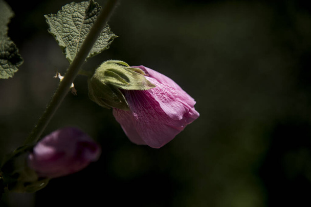 Alcea rosea,  common hollyhock pink blossom at garden - Photo, Image