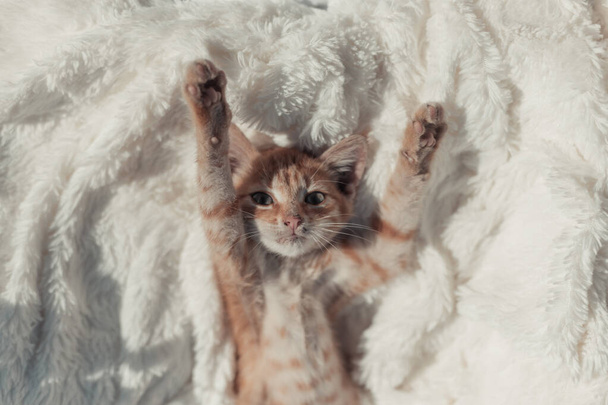Niedliche Ingwerkatze liegt im Bett unter einer Decke. flauschiges Haustier bequem zum Schlafen. Haustier. Haustiere. Tierpflege - Foto, Bild