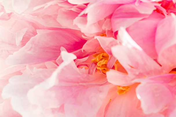 Flor de peonía en un jardín, belleza floral y fondo botánico para invitación de boda y tarjeta de felicitación, naturaleza y medio ambiente concepto - Foto, Imagen