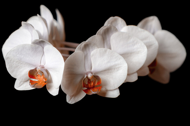 Orquídea blanca sobre fondo negro - Foto, Imagen