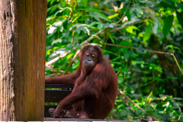 Orangs-outans dans la réserve, à la recherche de nourriture - Photo, image