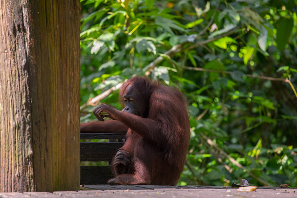 Orángutánok a rezervátumban, élelmet keresnek. - Fotó, kép