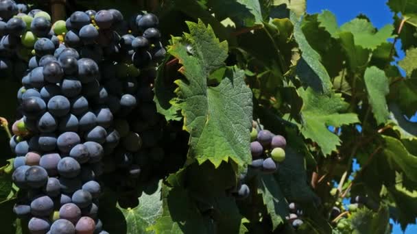 Виноградники вблизи Pic Saint Loup, Claret, Herault, France.  - Кадры, видео