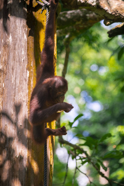 Орангутанги в заповіднику шукають їжу. - Фото, зображення