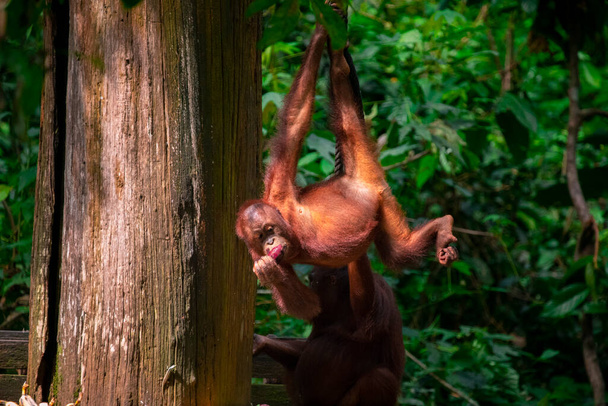 Orangutans in the reserve, looking for food - Foto, imagen