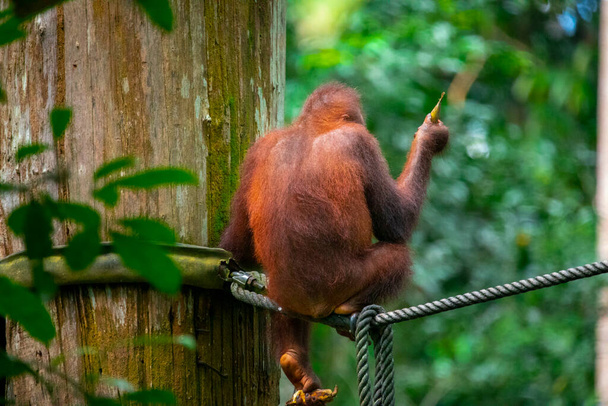 Orangutans nella riserva, alla ricerca di cibo - Foto, immagini
