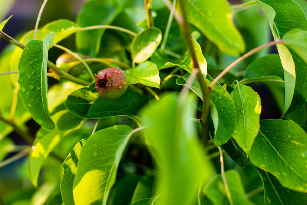 päärynä puun oksat monia pieniä vihreä-keltainen päärynät, ruoste läiskät lehdet, painopiste ja terävyys yksittäisillä alueilla - Valokuva, kuva