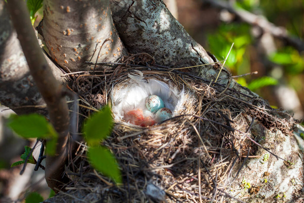 鳥のグリーンフィンチ(フラット。自然の生息地に生息する鳥の巣、卵から孵化したばかりの「ツンドラタップダンス」の2匹の小さな雛 - 写真・画像